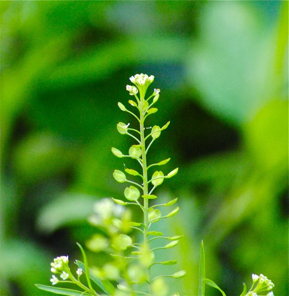 virginia pepperweed pepper weed county native plant found miramar broward island january natural area